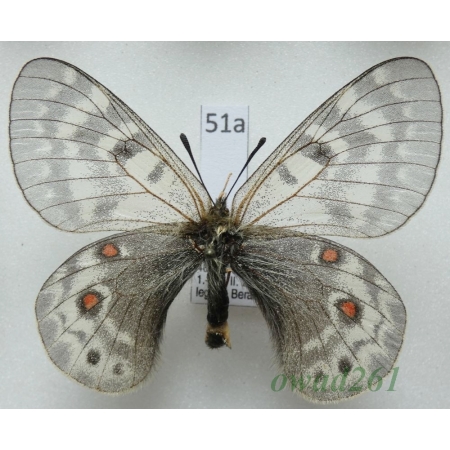 Parnassius acdestis subsp. okauchii Koiwaya, 1993 China51a
